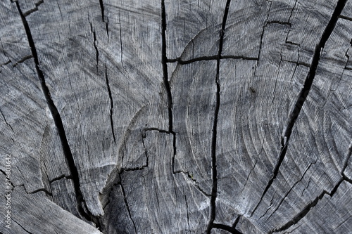 Texture of old tree wood background waves and cracks