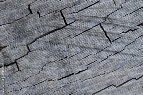 Texture of old tree wood background waves and cracks