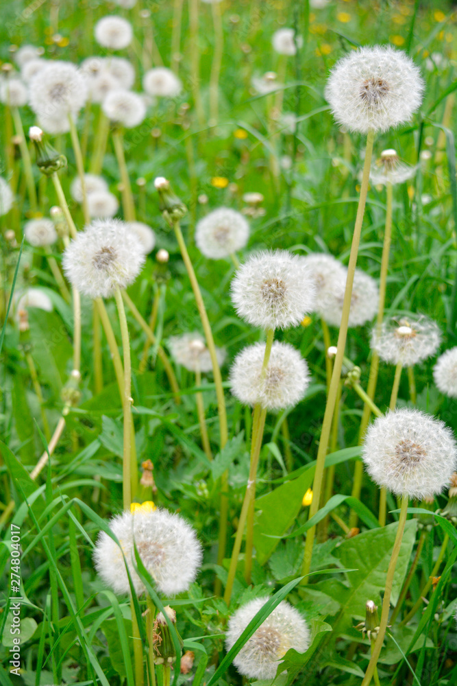 Fluffy white dandelion flowers with seeds on meadow. Dandelions field, sunny day Fluffy white dandelion flowers with seeds on meadow. Dandelions field, sunny day