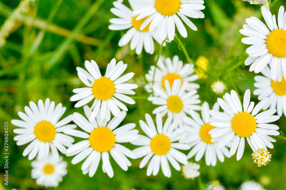Fototapeta premium Medicine chamomile flowers. Aromatherapy by herbs camomile daisy flowers