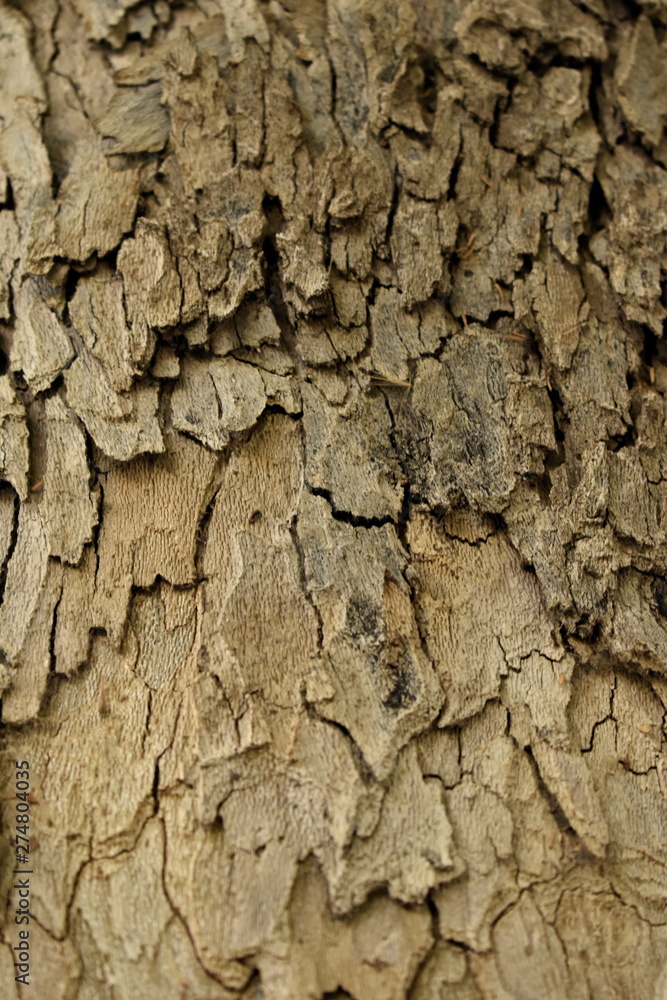 Texture of old tree wood background waves and cracks Texture of old tree wood background waves and cracks
