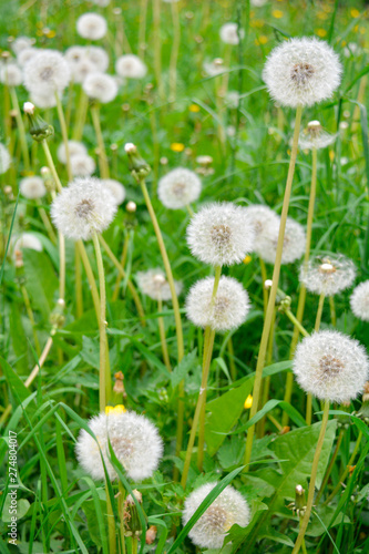 Fluffy white dandelion flowers with seeds on meadow. Dandelions field, sunny day