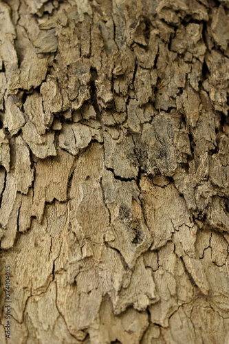 Texture of old tree wood background waves and cracks