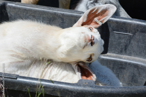 Young white goat stretching out neck in dry black rubber empty water trough tub