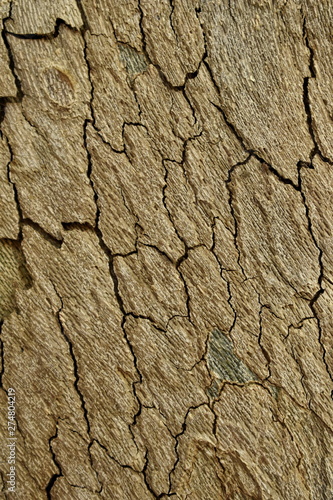 Texture tree