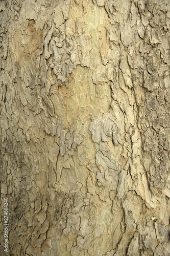 texture of bark of tree