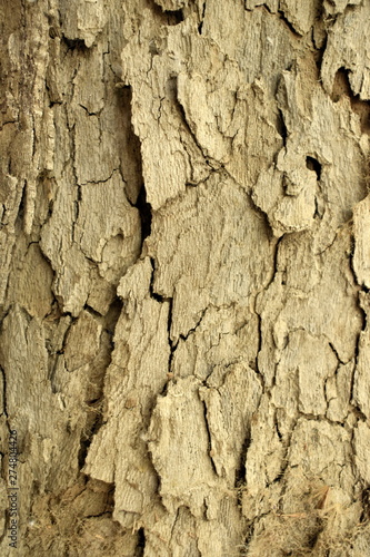 Texture tree wood background