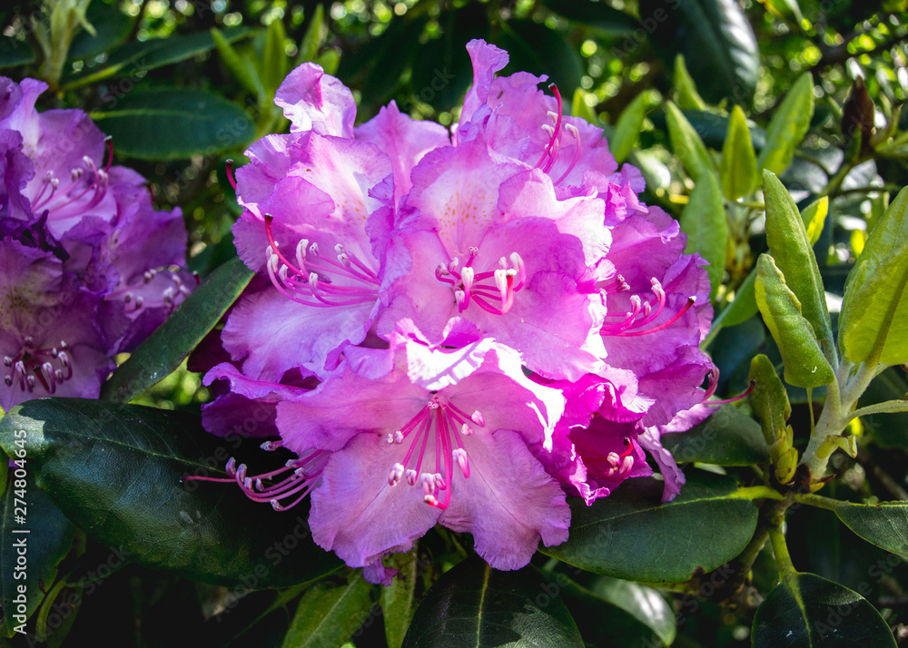 Rhododendron Bloom Close Up Rhododendron Bloom Close Up