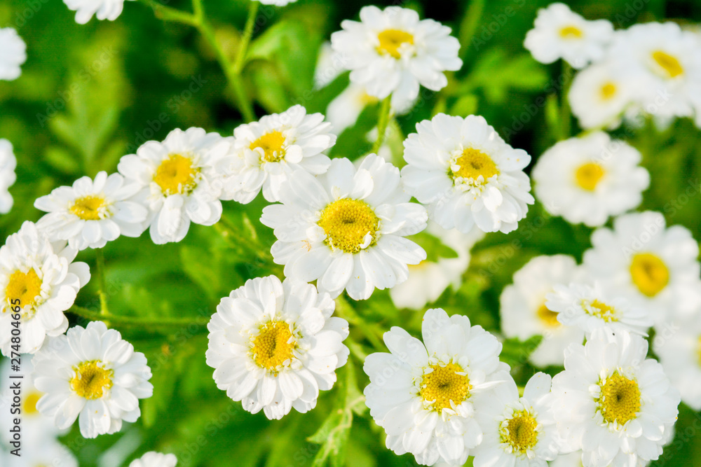 Fototapeta premium White and yellow flowers of Feverfew Pyrethrum or Tanacetum Corymbosum