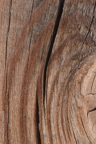 Texture tree wood background