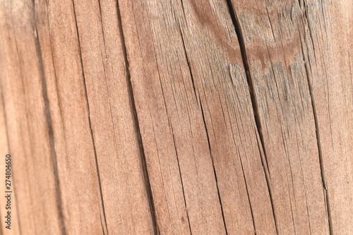 Texture tree wood background