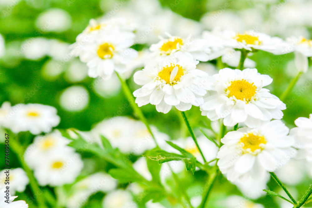 White and yellow flowers of Feverfew Pyrethrum or Tanacetum Corymbosum White and yellow flowers of Feverfew Pyrethrum or Tanacetum Corymbosum