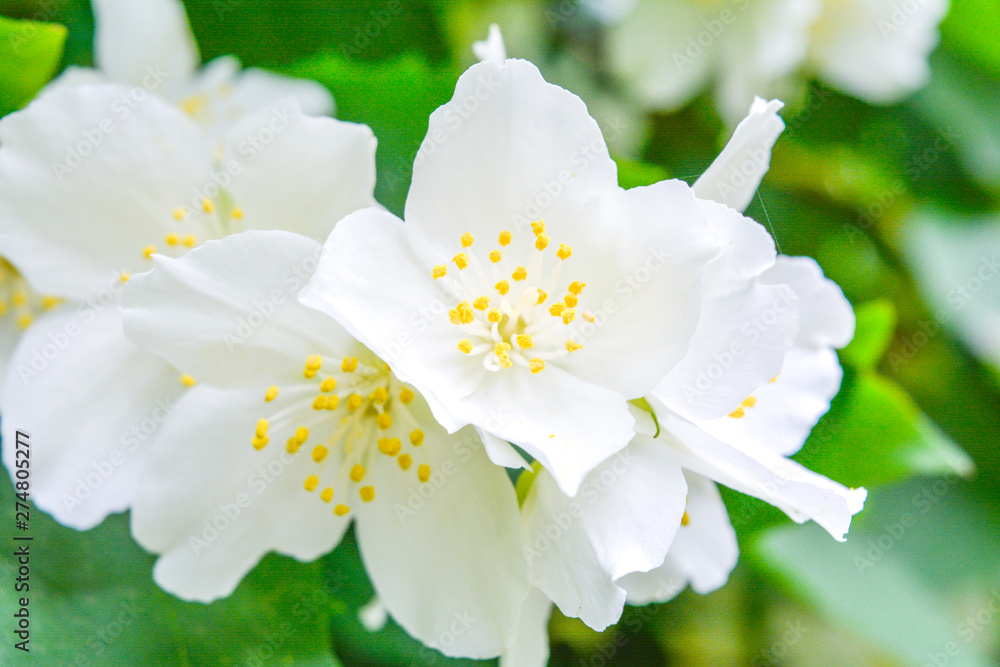 White jasmine bush blossoming in summer day White jasmine bush blossoming in summer day