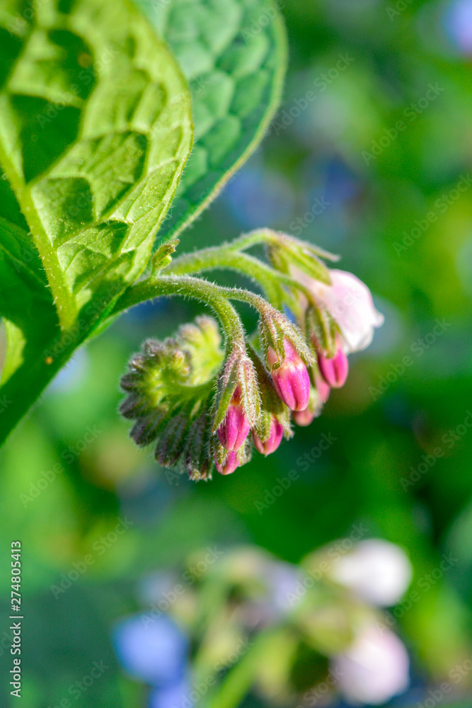Wild blue, purle, pink flowers like bell and buds on summer meadow. Wild flowers Wild blue, purle, pink flowers like bell and buds on summer meadow. Wild flowers