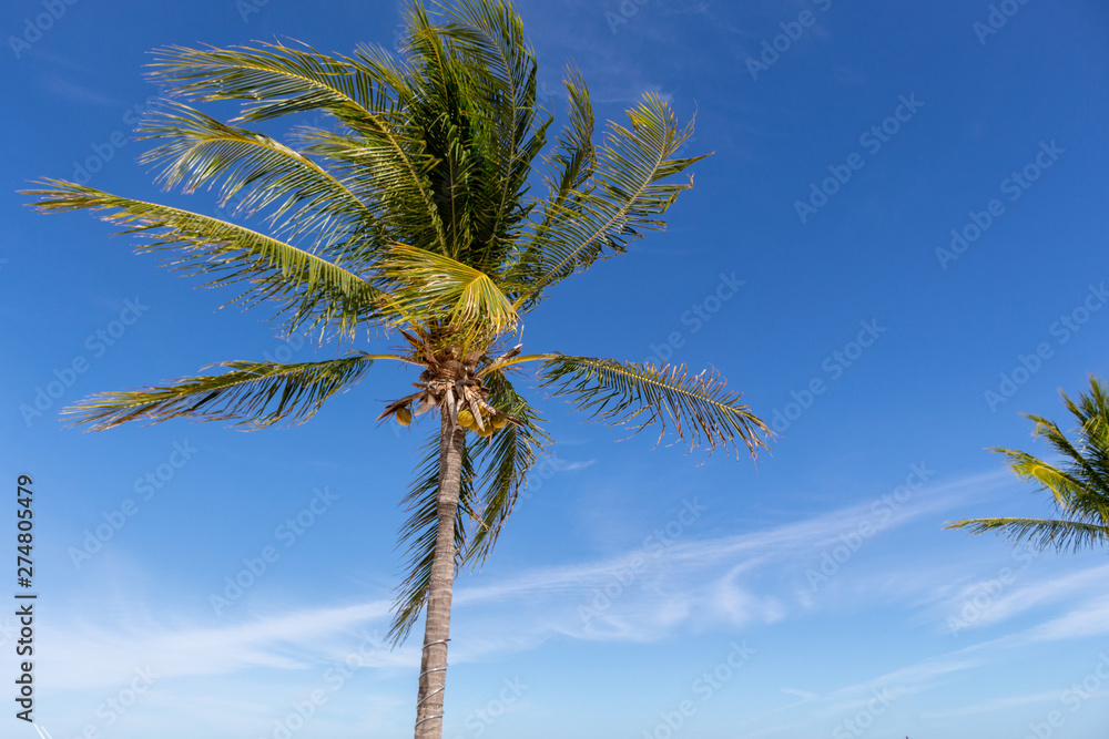 palm tree against blue sky with clouds