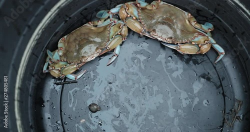 Slow motion footage of two blue crabs trapped in a bucket with large pincher claws.