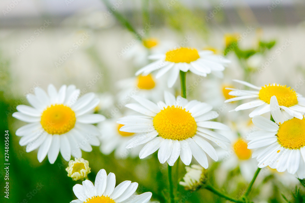 Fototapeta premium Medicine chamomile flowers. Aromatherapy by herbs camomile daisy flowers