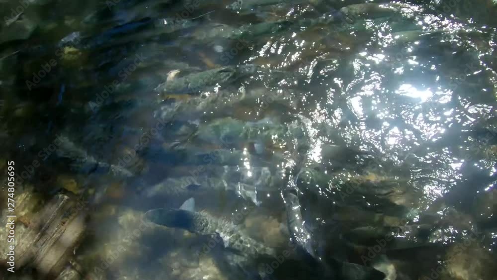 Above water view a school of Sockeye (Red) Salmon queuing to go through a culvert in creek in order to swim upstream to spawn at Bear Lake near Seward, Alaska Above water view a school of Sockeye (Red) Salmon queuing to go through a culvert in creek in order to swim upstream to spawn at Bear Lake near Seward, Alaska