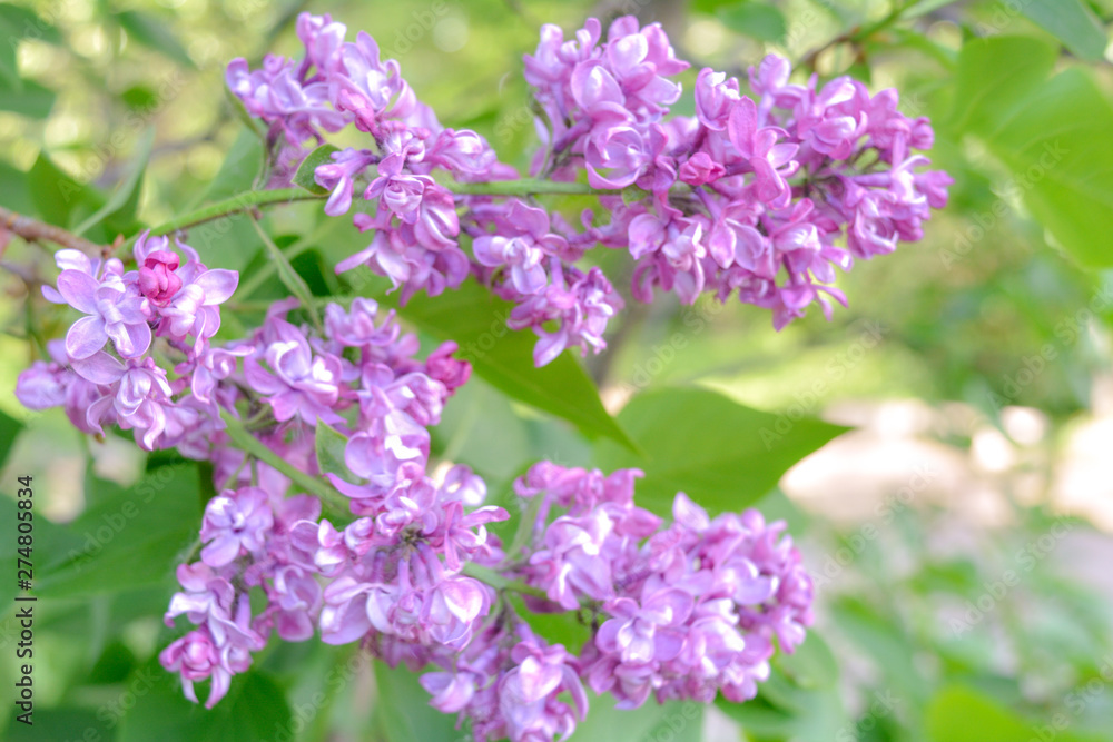 Lilac shrub flower blooming in spring garden. Common lilac Syringa vulgaris bush Lilac shrub flower blooming in spring garden. Common lilac Syringa vulgaris bush