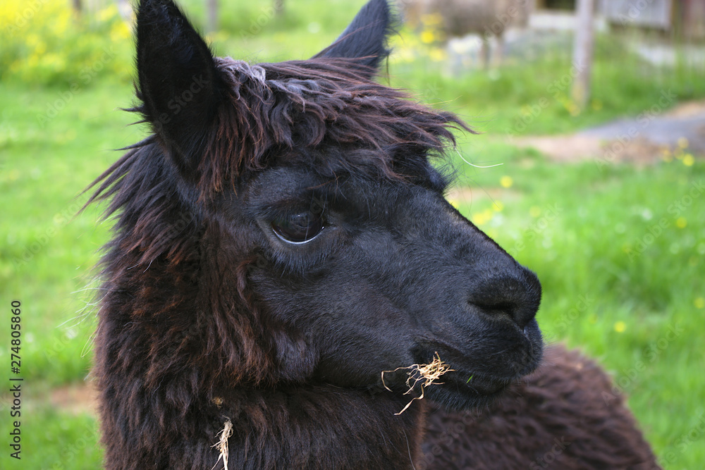 black llama lama head closeup farm animal wool farming agriculture rural field