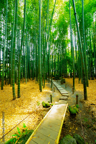 Bamboo forest at the traditional guarden. Kamakura district Kanagawa Japan - 04.28.2019 camera : Canon EOS 5D mark4 photo