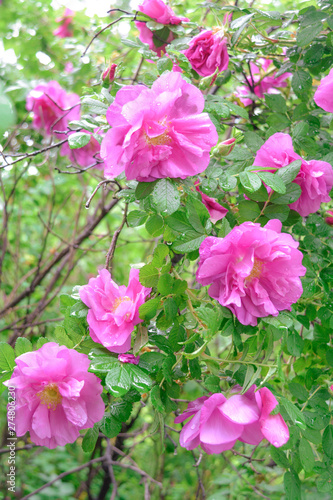 Pink Dogrose  Briar eglantine flowers. Wild Rose hips closeup