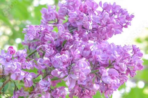Fototapeta Naklejka Na Ścianę i Meble -  Lilac shrub flower blooming in spring garden. Common lilac Syringa vulgaris bush