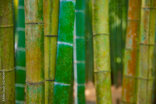 Bamboo forest at the traditional guarden. Kamakura district Kanagawa Japan - 04.28.2019 camera : Canon EOS 5D mark4 photo