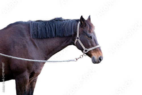 brown horse stands in a white background.