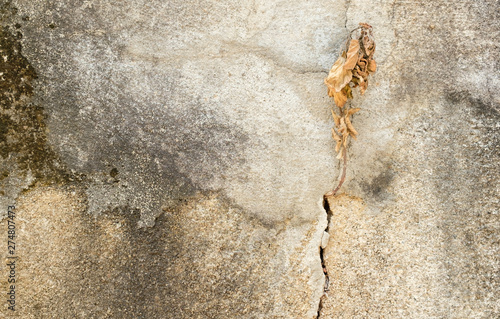 Broken brown cement,Cement grunge texture,brown color and dry leaf © gexphos