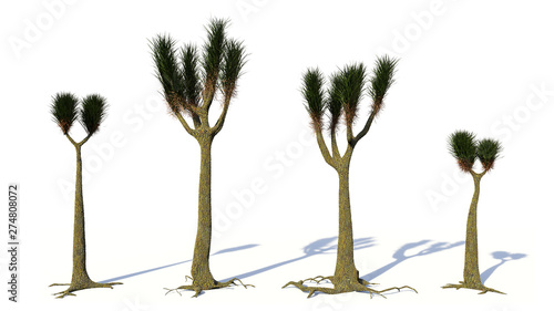Sigillaria group, tree-like plant from the Carboniferous and Permian period isolated on white background (3d science illustration) photo