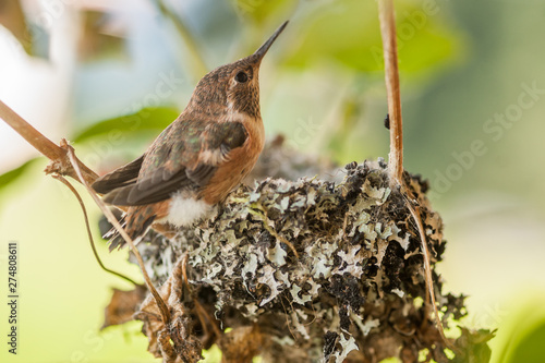 Rufous Hummingbird Fletchling on Nest photo