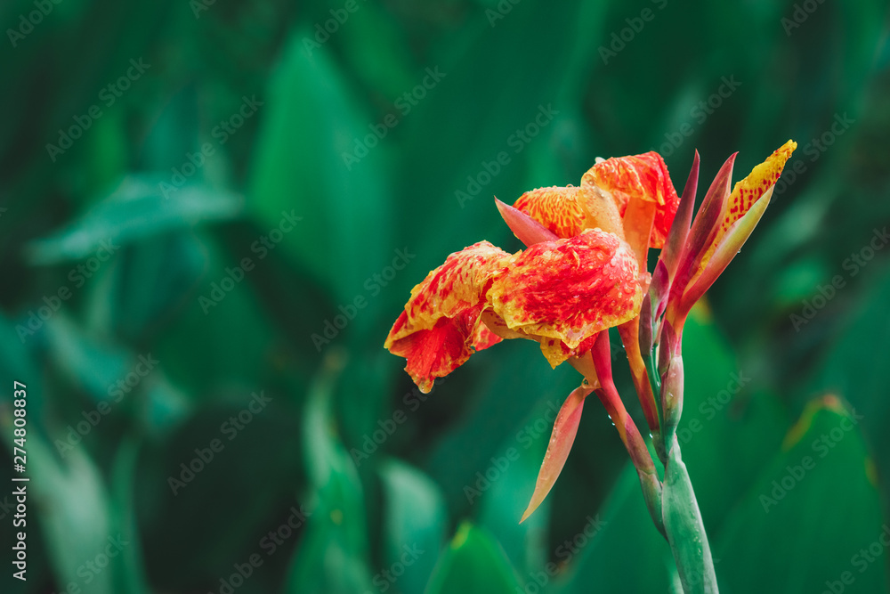 Closeup red Canna lilly (Canna indica) flower with blurred green leaves in background. Copy space wallpaper. Closeup red Canna lilly (Canna indica) flower with blurred green leaves in background. Copy space wallpaper.