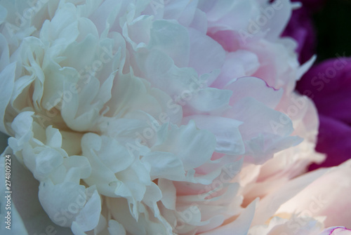 macro gentle white peony petals