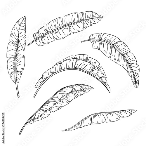 Tropical palm leaves set, jungle banana leaf