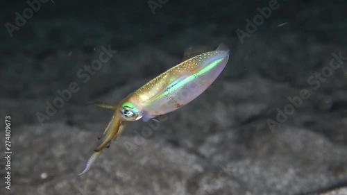 夜の海　体色を変えながら泳ぐアオリイカ　スローモーション