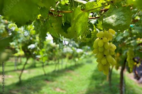 Close-up of ripe white win grape abunch on the vine at vineyard