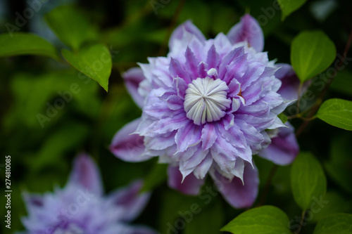 Purple Flower Dahlia