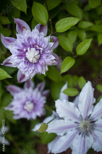 Purple Flower Dahlia