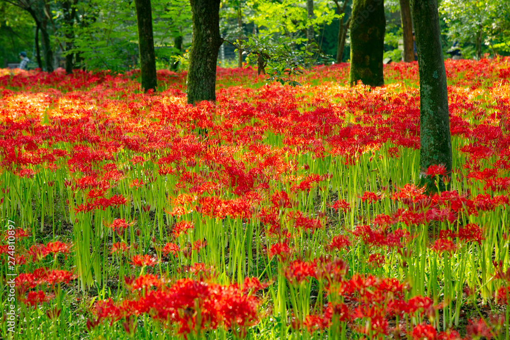 Fields of Spider Lily flowers in Kinchakuda