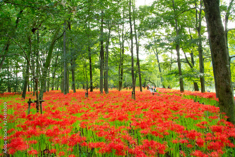 Fields of Spider Lily flowers in Kinchakuda