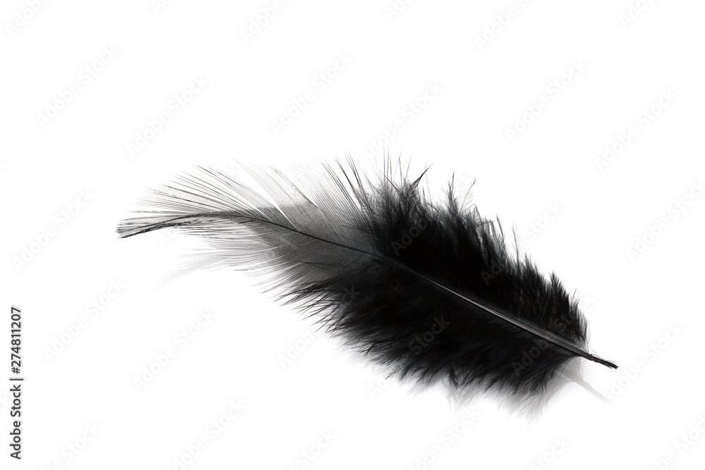 Black feather isolated on white Black feather isolated on white