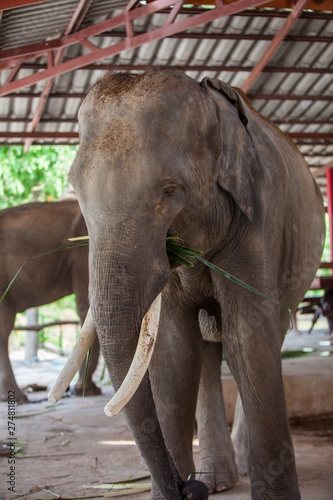Thai elephant closeup.
