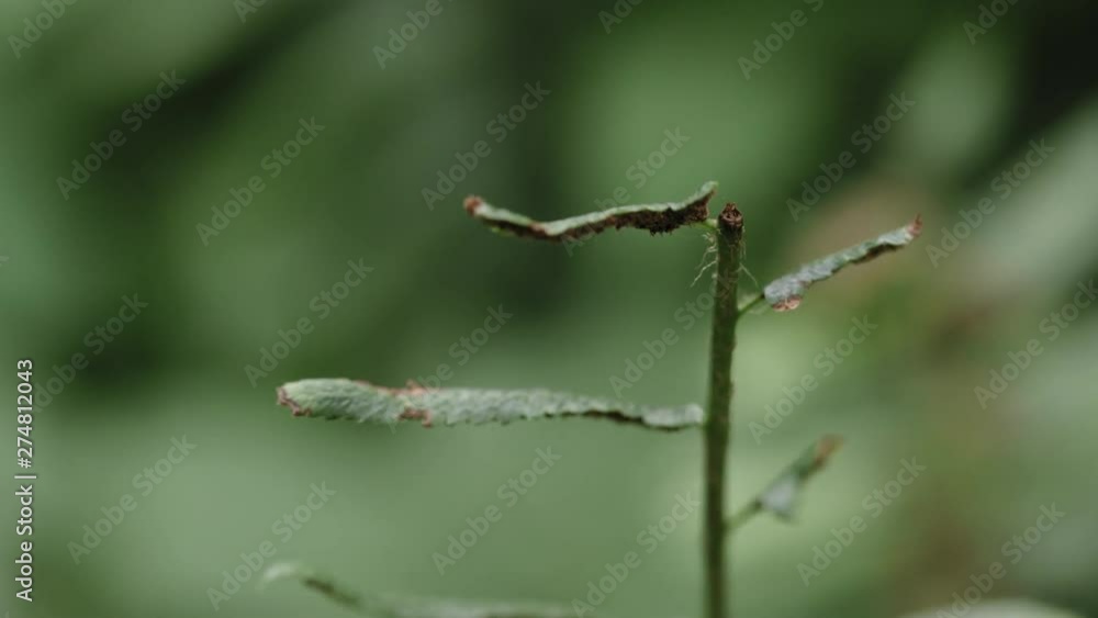 Macro shot of green leaves in a forest Macro shot of green leaves in a forest