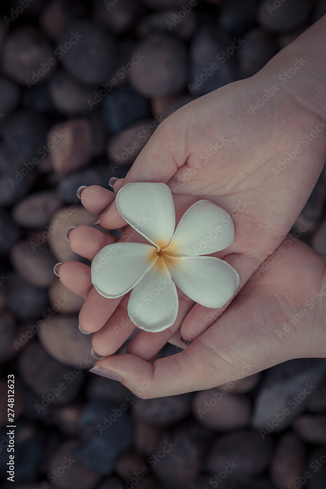 Woman hand hold Plumeria flowers on the river rock Woman hand hold Plumeria flowers on the river rock