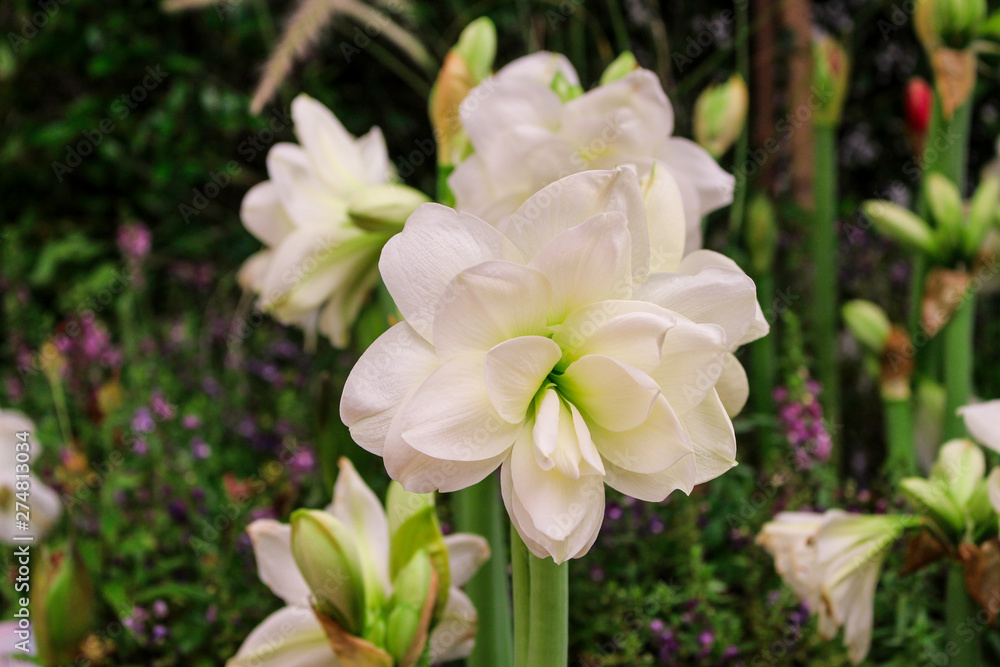 White flower with green leaf background in field at winter or spring day for postcard, beauty decoration and agriculture concept design. White flower with green leaf background in field at winter or spring day for postcard, beauty decoration and agriculture concept design.