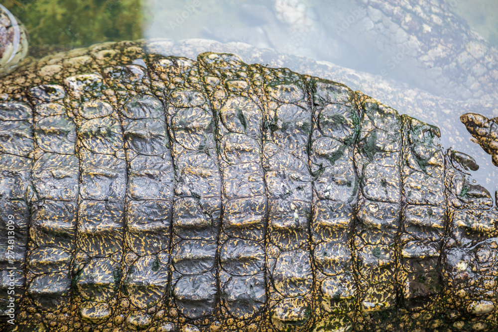 Crocodile texture skin with water