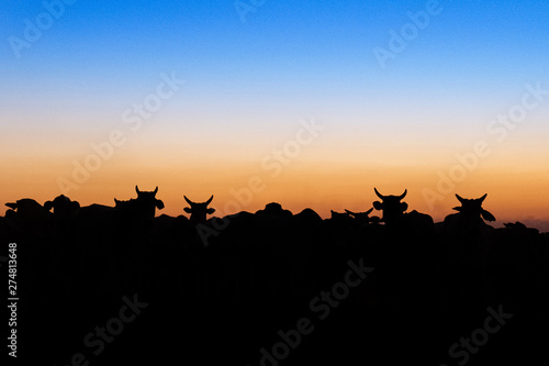 Nelore silhouette at sunset. Bovine originating in India and race representing 85  of the Brazilian cattle for meat production.