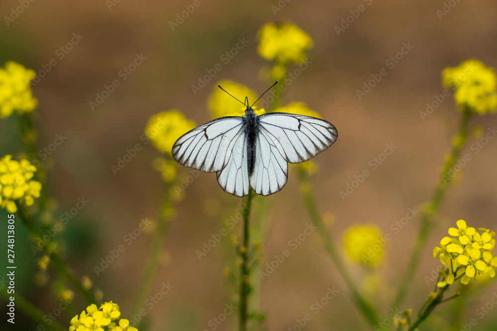 black-veined white butterfly on little yellow flowers black-veined white butterfly on little yellow flowers