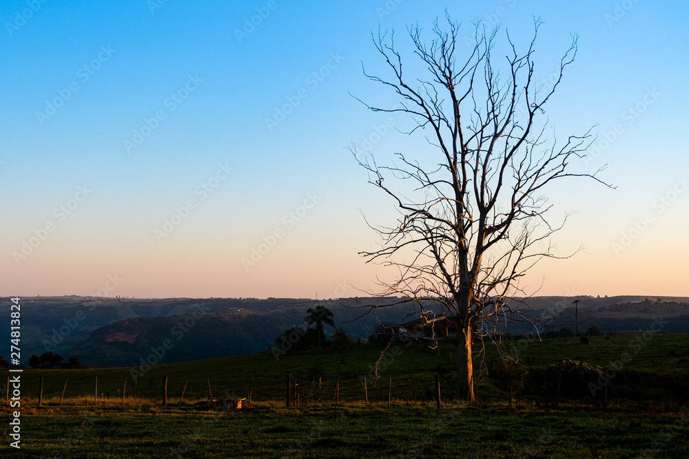 Dry tree over mountains.